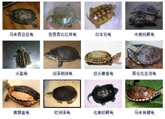 乌龟有多少品种
