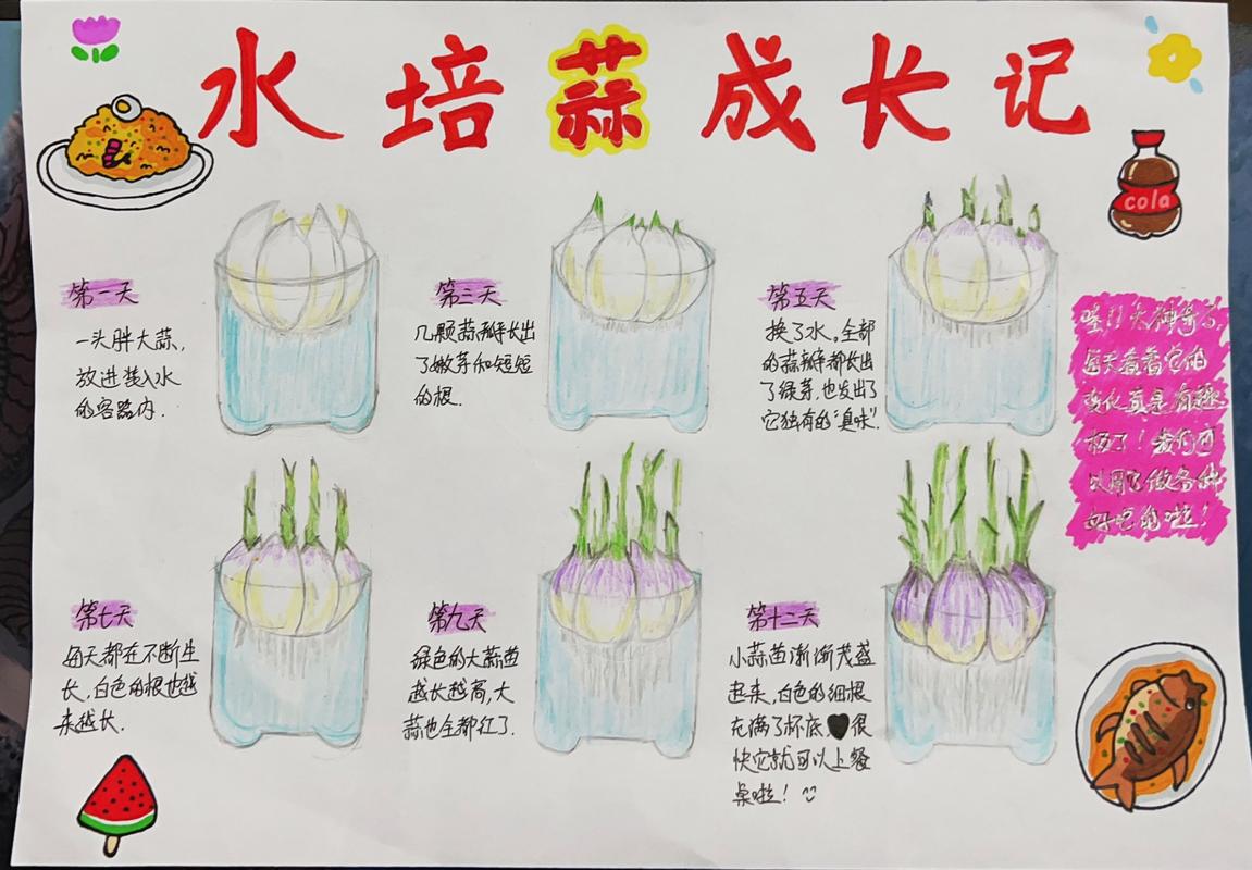 大蒜的生长过程图