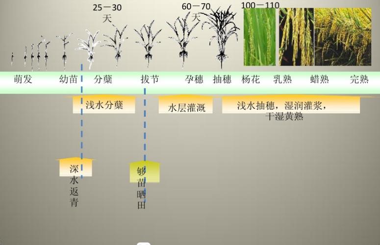 水稻种植过程正确顺序是什么