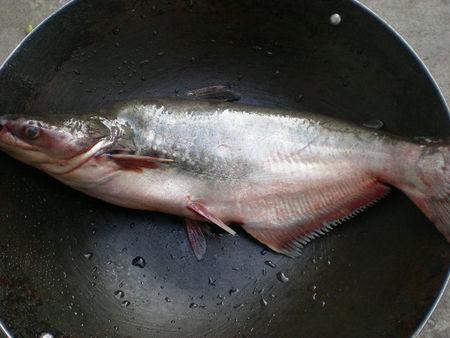 湄公鱼是什么鱼