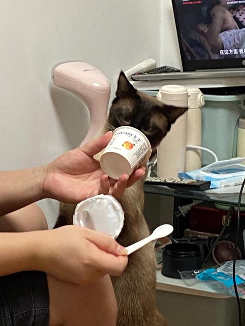 猫能吃酸奶吗