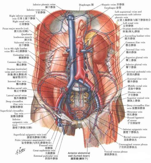 腹部解剖图