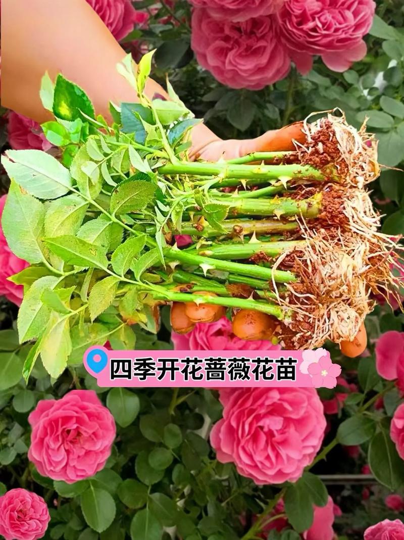 蔷薇花的种植栽培方法