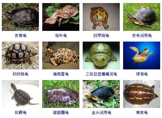 乌龟有多少品种的相关图片