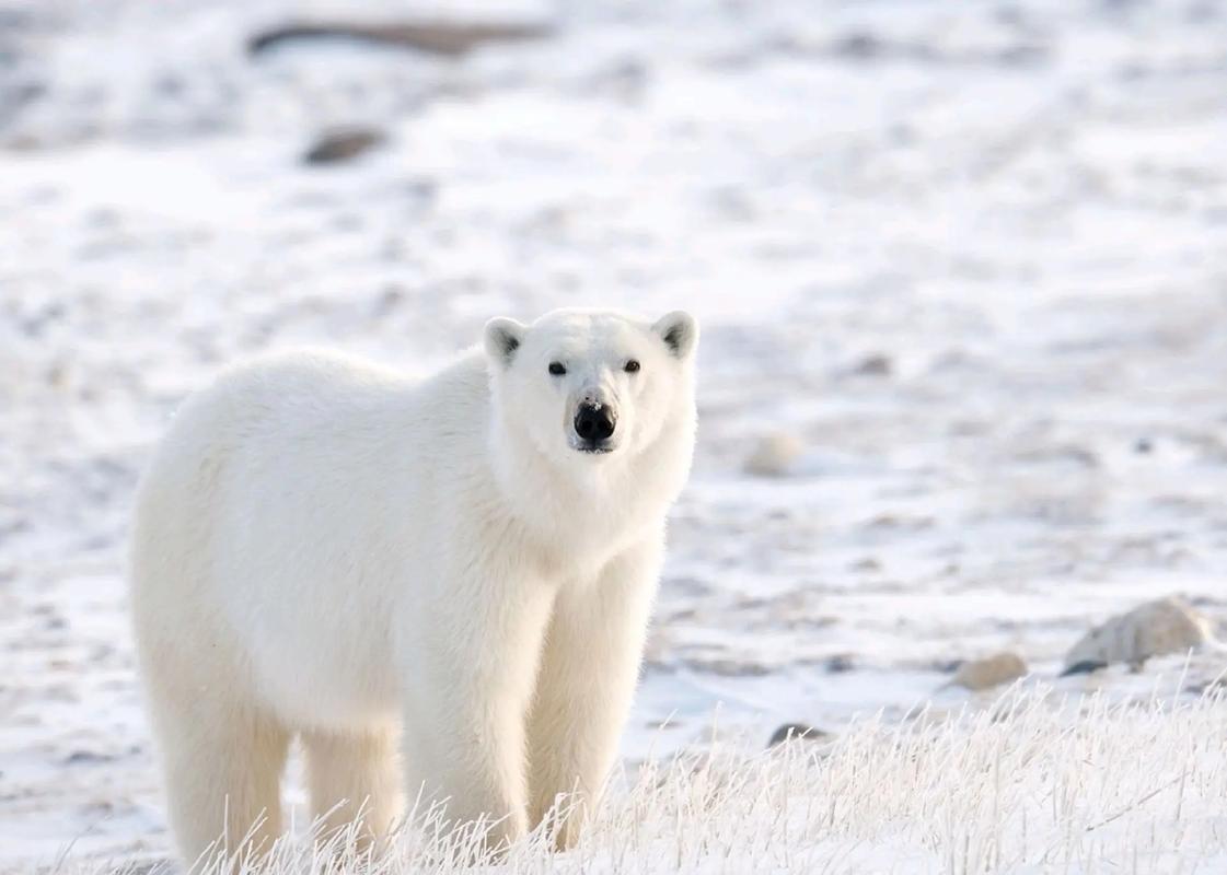 北极熊的皮肤是什么颜色的相关图片